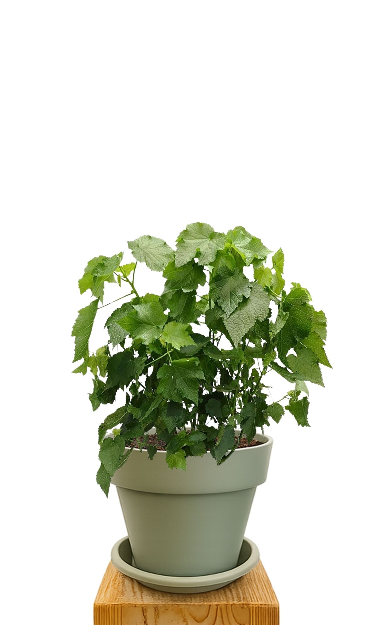 Plant kit 30 Green